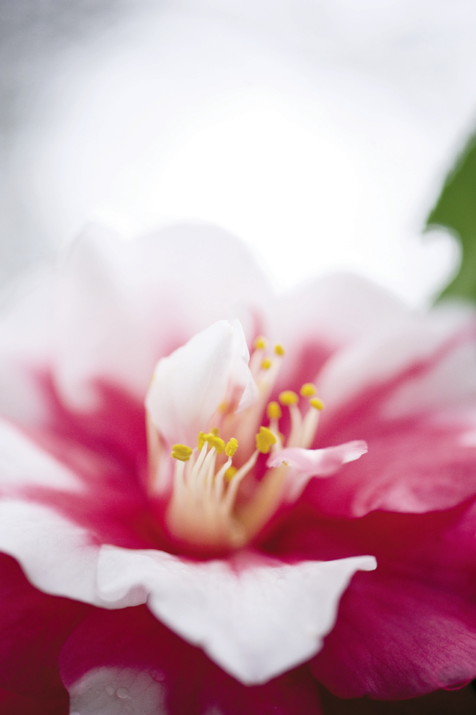 Rare Beauty Charleston SC Charleston Magazine